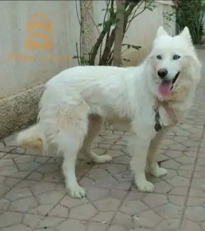 كلبة هاسكي فومال