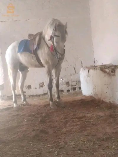 رباع الرابعة.  لعاب . ساهل