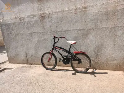 الكاليتوس