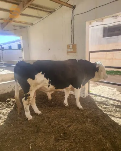Ferme de production de lait