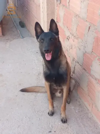 sig-mascar