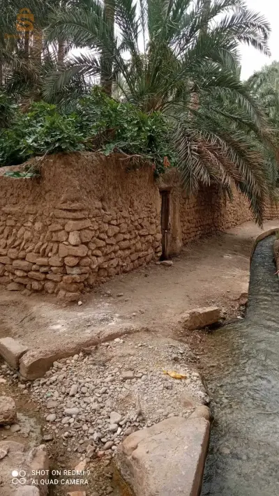 جنان للبيع في بلدية شتمة ولاية بسكرة فيه 36نخلة مخلطة كبيرة وصغيرة وشجرات قريب من الماء و الطريق وثائق تاعو عرفي لي يهمو الأمر يكلم ولي مش شاري مكلاه يبعثلي 0666519805