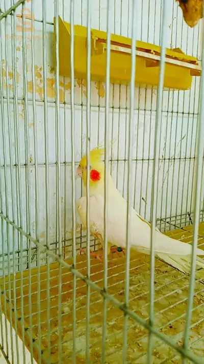 بصحة جيدة