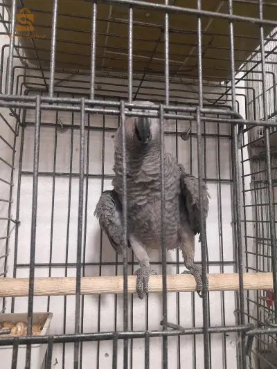 تيبازة