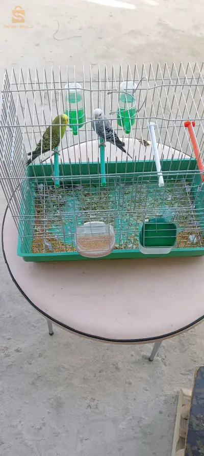 طيور البيريش budgie birds