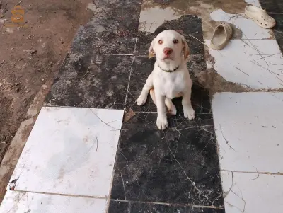 labrador