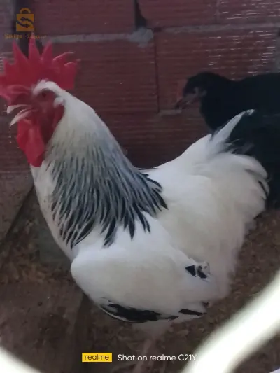 ديك سيساكس