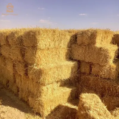 تبن شعير  جديد