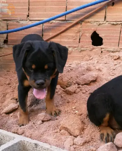 chiots Rottweiller