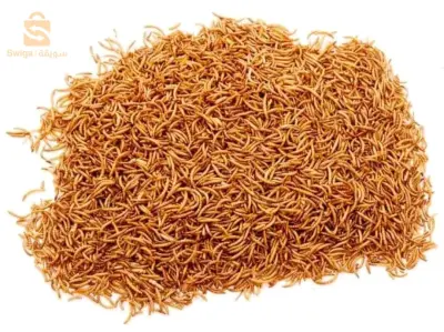 دود القبابي
