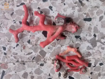بيع مرجان احمر اصلي