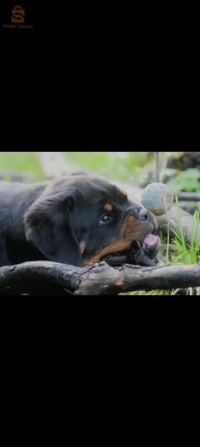 2 femelles rottweiler