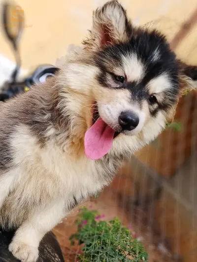haski malamute