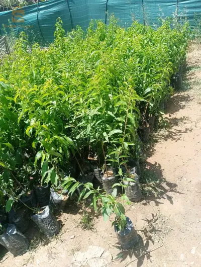 جميع اصناف خوخ ونكتارين