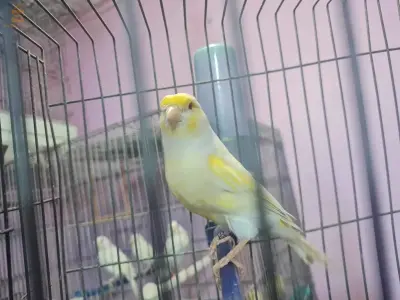انثى موزاييك عيون حمراء