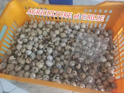 برج بوعريريج