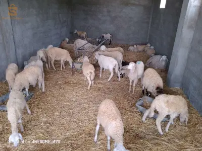 بلدية تيكستار ولاية برج بوعريريج