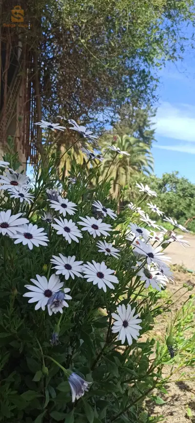 حدائق