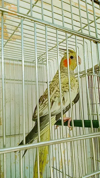 فمال ازابال