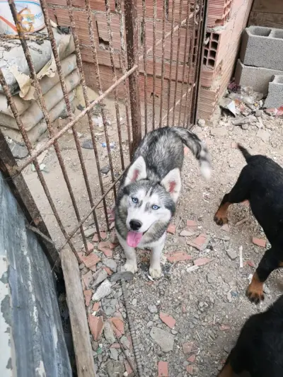 femelle husky sibérien