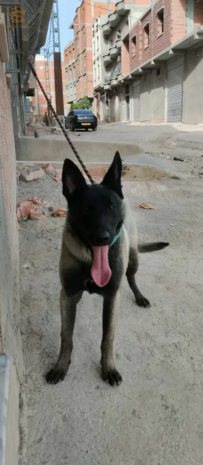 chien a vandre