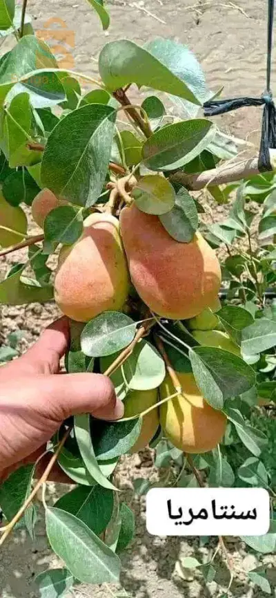 ايجاص