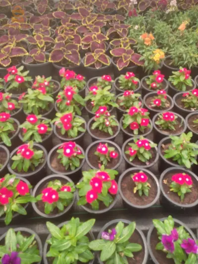 plantes à massif
