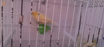 لا