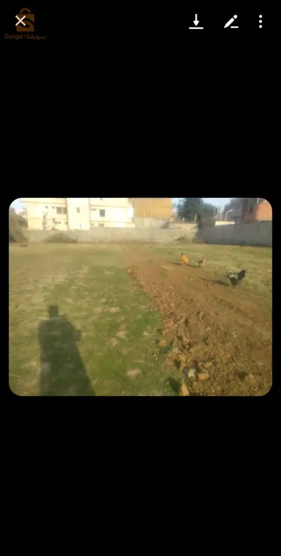 تير