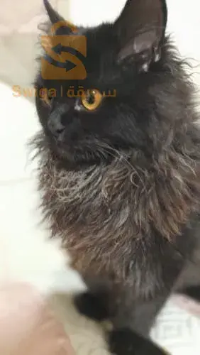 قط شيرازي