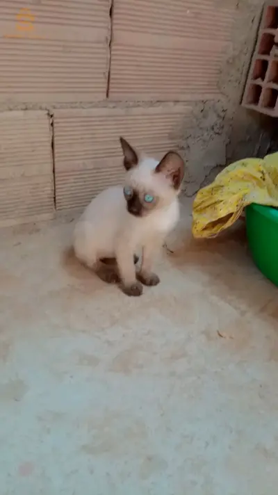 قطة سيامو