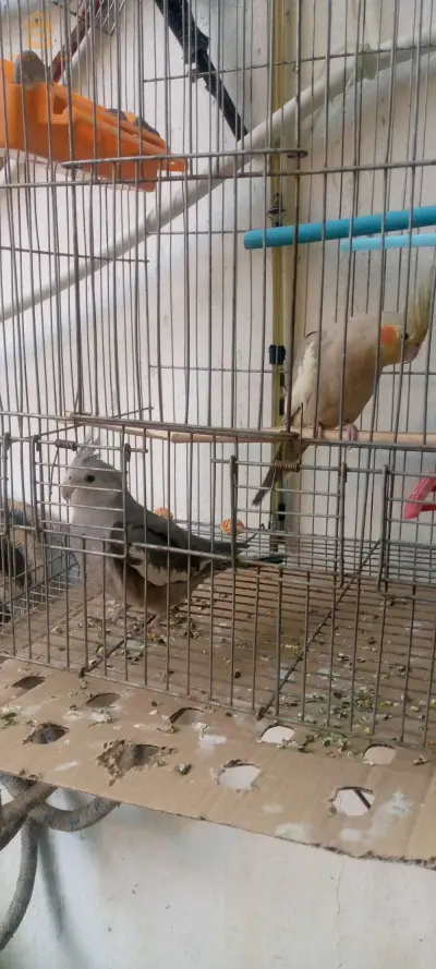 قاديرية