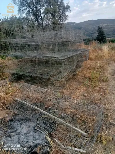 batterie poule pondeuse