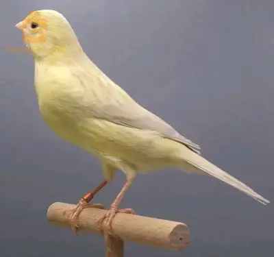 تالاى