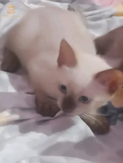 chats