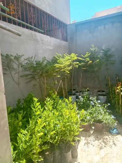 بيع الأشجار arbre
