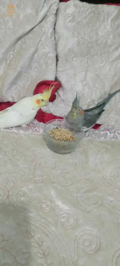Couple caloupsit