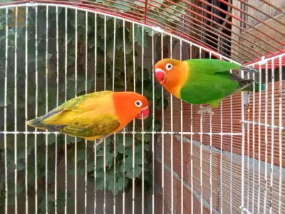 خصني كوبل فيشر