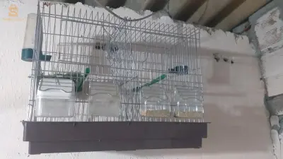 ليكاج 2 ڨارفانيزي مزالهم جدد و الكبيرة كامل ماهيش ڨارفانيزي ولاد فايت الجزائر 0779289095