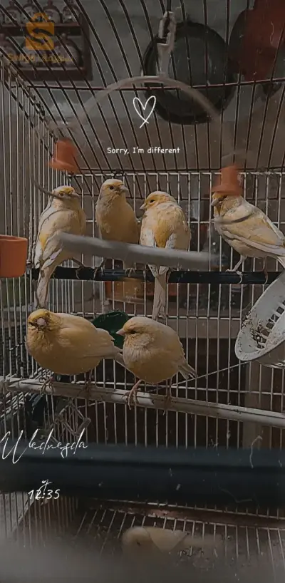 كناري انثى للبيع