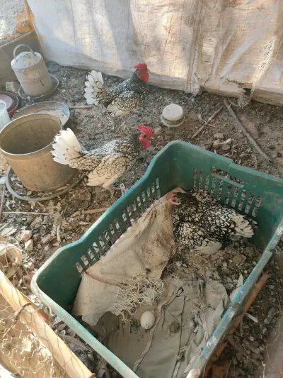 بلدية يلل ولاية غليزان