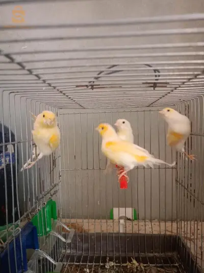 5 canaris de 5 mois + 4 g (âge de plus d'un an)