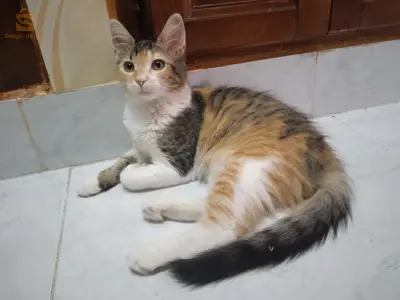 قطة للتبني