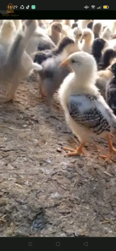دجاج