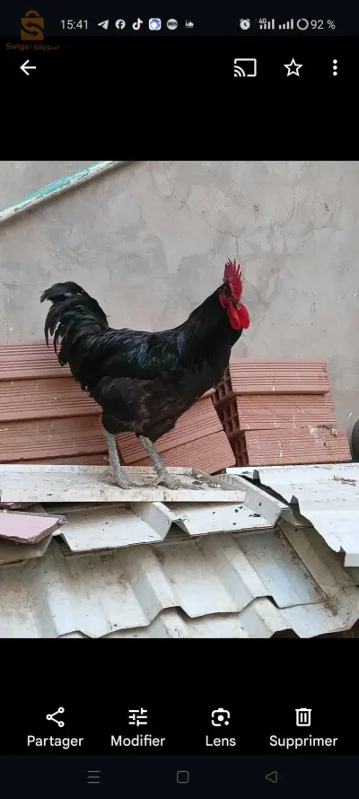 سور الغزلان ولاية البويرة