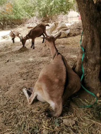 ماعز الالبين