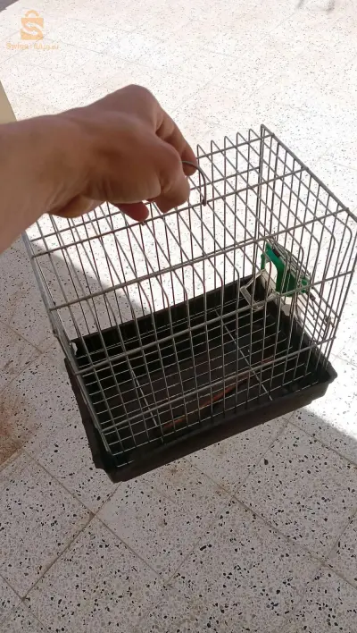 les cages oiseaux