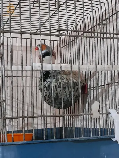 oiseau mondarine