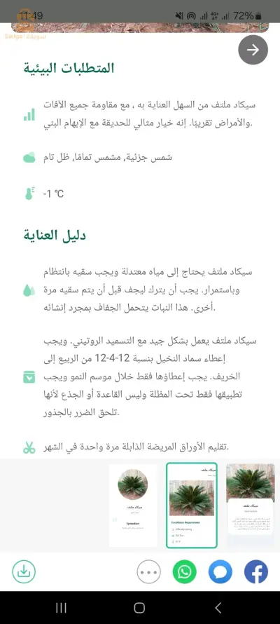 الجزائر