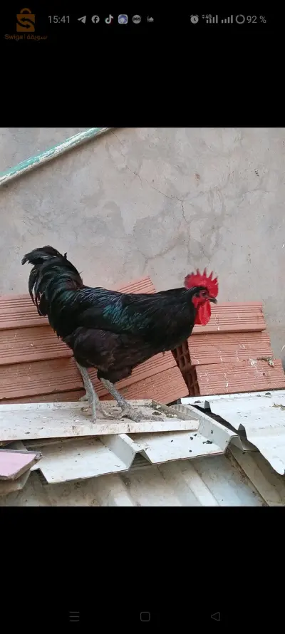 سور الغزلان ولاية البويرة